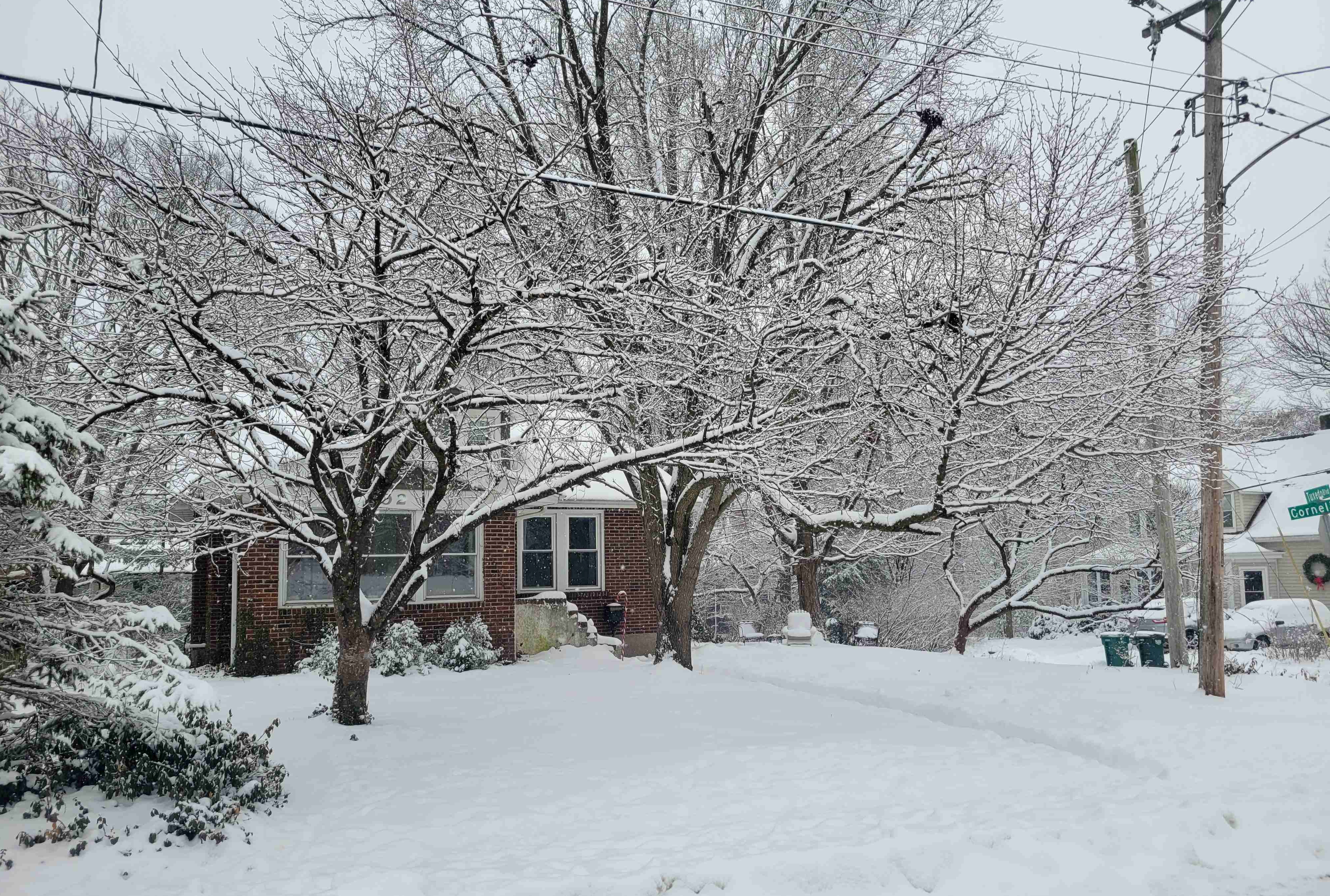 2025-01-10 Snowday 2 Tuxedo.jpg